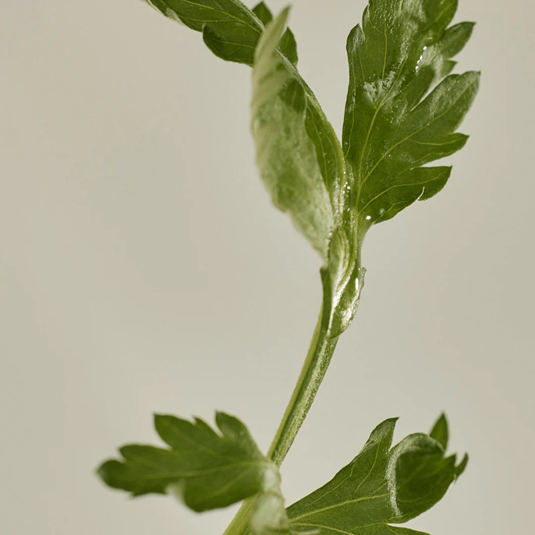 Beauty of Joseon Mugwort + Camelia - Protetor Solar em Bastão Matte FPS50+ PA++++
